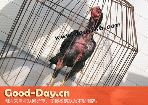 开封斗鸡