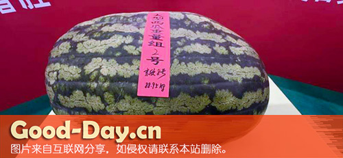2024年大兴西瓜节“瓜王”