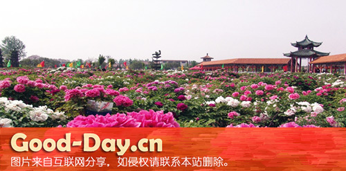 菏泽国际牡丹花