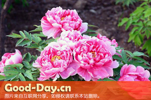 菏泽牡丹