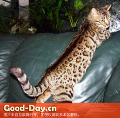 孟加拉猫