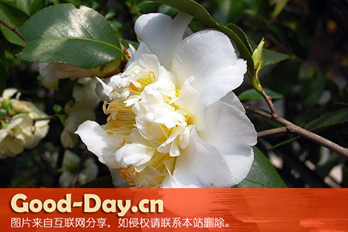 山茶花