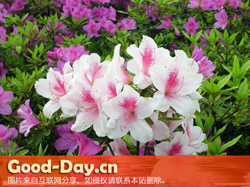 杜鹃花